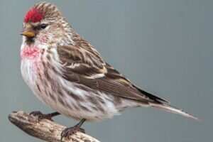 Common Redpoll