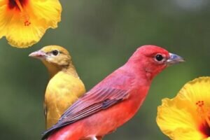 Summer Tanager