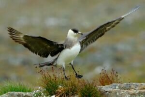 What are the best places to see Arctic Skuas?