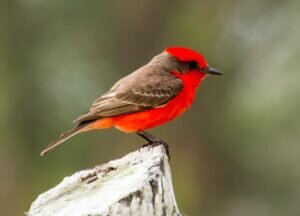 Vermilion Flycatcher