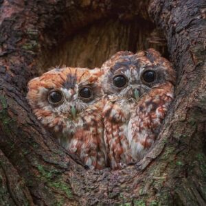 Baby owls Habits of Nesting