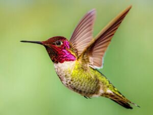 Anna’s Hummingbird