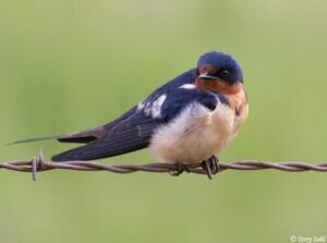 Barn Swallow