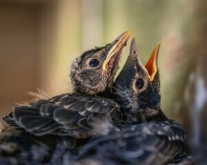 Baby Robin – Facts and Pictures