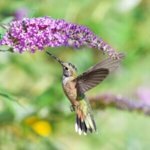 Broad Tailed Hummingbird