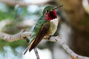 Ruby-throated Hummingbird