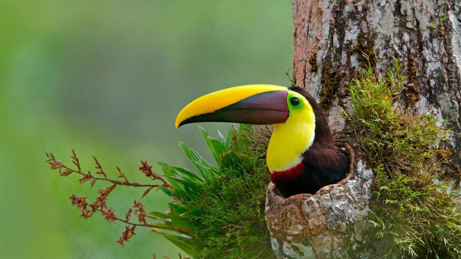 Beautiful Baby Toucan - Facts and Pictures - Birds Fact