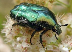 Beetle Symbolism & Meaning