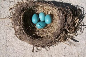 What number of eggs do robins lay?