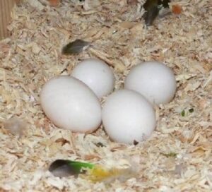 How do toucan eggs appear?