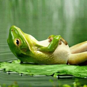 Frog In Dreams