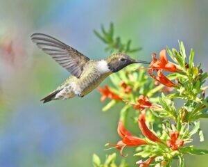 Black chinned Hummingbird