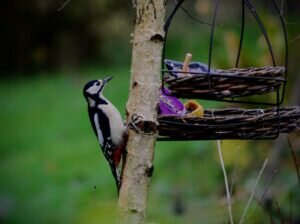 What is the life expectancy of Lesser Spotted Woodpeckers?