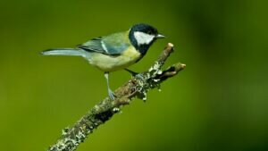 What is the average number of eggs laid by a Coal Tit?