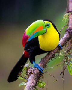 What does a toucan's baby look like?