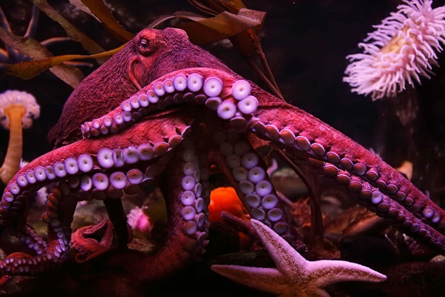 Octopus Symbolism & Meaning -Totem, Spirit & Omens - Birds Fact