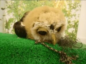 Baby Owl Sleeping Face Down