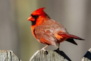 Northern Cardinal