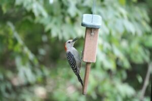 What is the appearance of a Lesser Spotted Woodpecker?