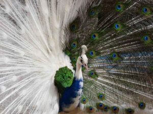 What Is the Price of a Peacock?