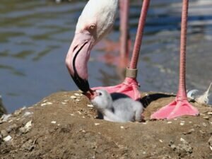 How do flamingos feed their babies?