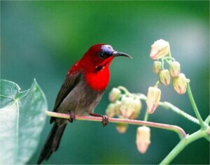 crimson sunbird