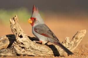 Pyrrhuloxia