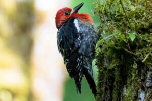 Red-breasted Sapsucker