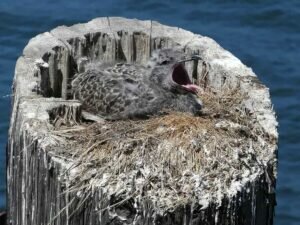 Sites where gulls build their nests