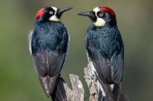 Acorn Woodpecker