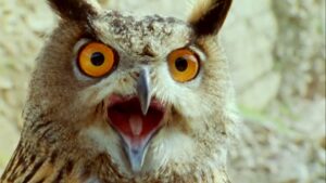 Baby owls Are Born With Teeth