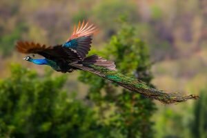 Female Peacocks Can Fly?