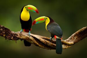 How long does it take for toucan bills to grow?