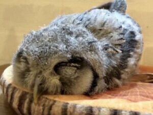 Baby Owl Sleeping Face Down