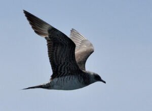 Arctic Skua (Stercorarius Parasiticus) - All You Need to Know