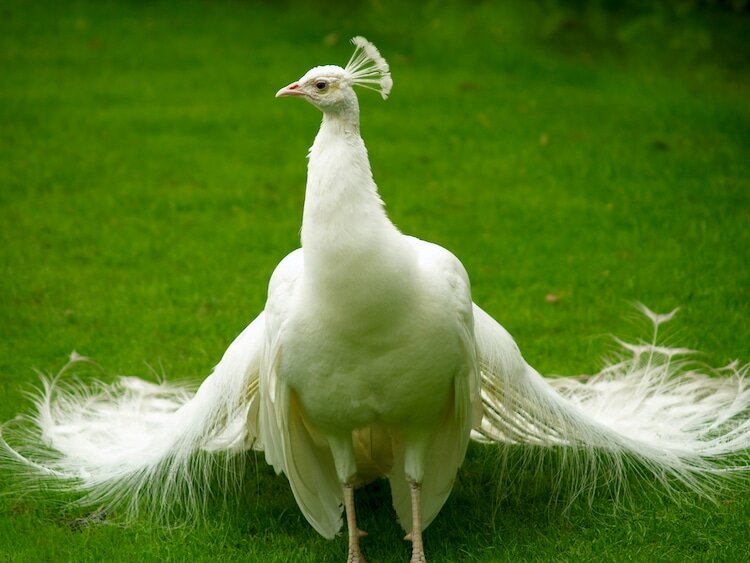 White Peacocks All The Facts And Pictures Birds Fact 5822