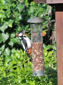 Lesser Spotted Woodpecker - Fact and Pictures