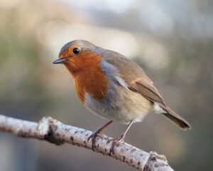 How to Identify a Male and Female Robins