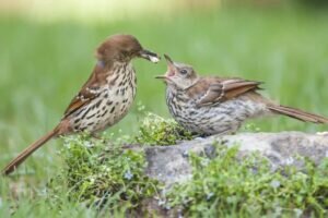 What Is the Best Way to Attract Brown Thrashers to Your Yard?