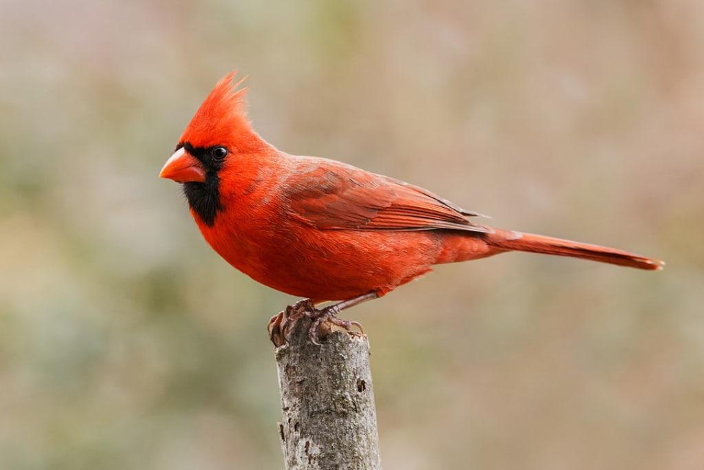 You are currently viewing What is the State Bird of North Carolina? (And Why with Pictures)