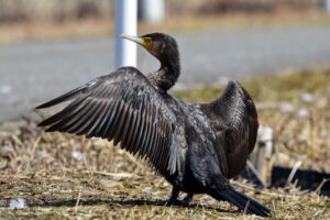 Read more about the article Cormorant Bird – Interesting Facts And Pictures