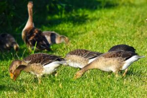 What do geese eat on the grass?