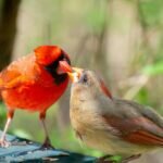 18 Amazing Cardinal Bird Facts You Didn’t Know (2022)