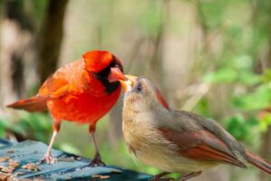 Read more about the article 18 Amazing Cardinal Bird Facts You Didn’t Know (2022)