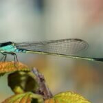 Dragonfly Meaning & Symbolism | Totem, Spirit & Omens