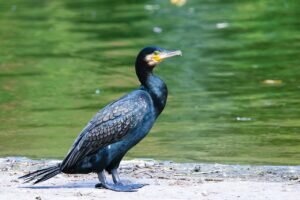 How do Cormorants breed?