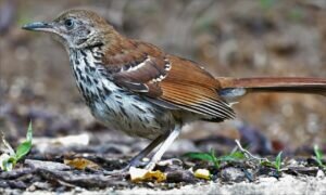 What Is the Brown Thrasher's Appearance?