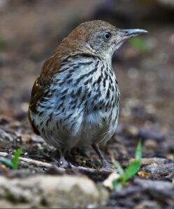 Brown Thrasher