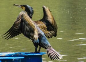 What does a Cormorant eat?