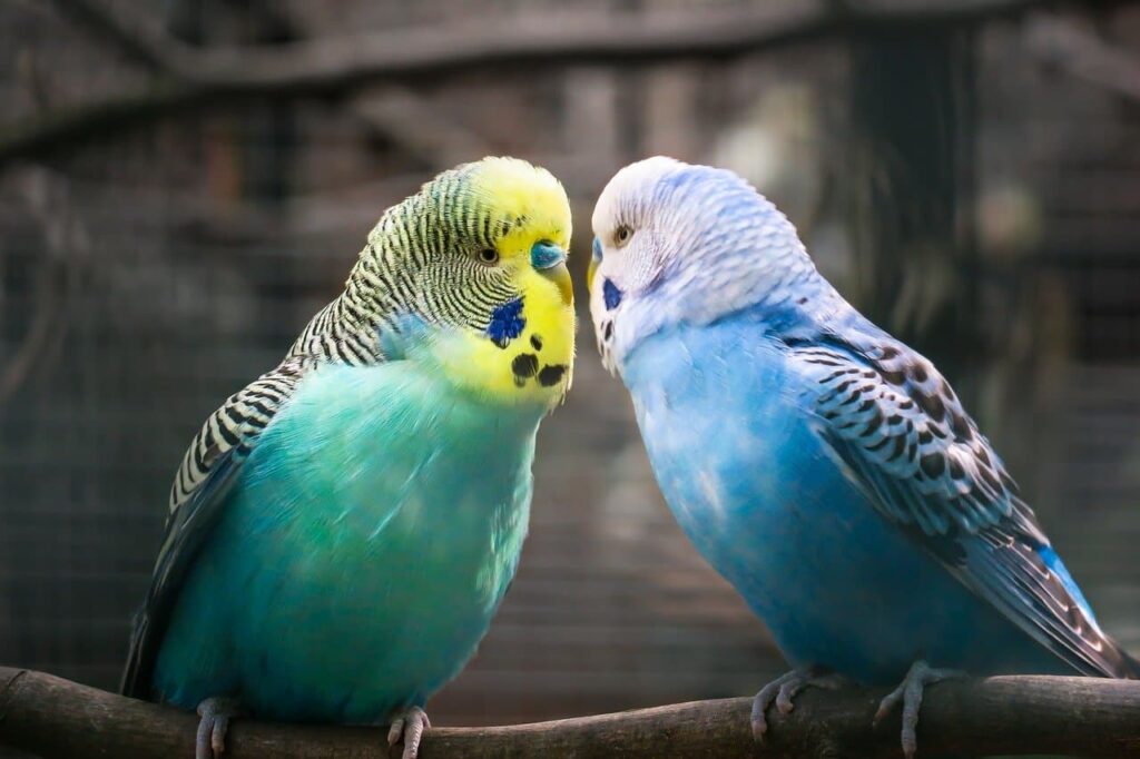 15 Types of Parakeets and How to Tell the Difference?